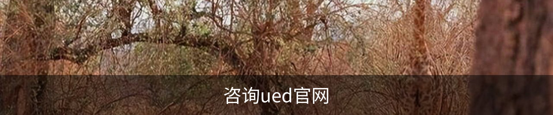 咨询ued官网